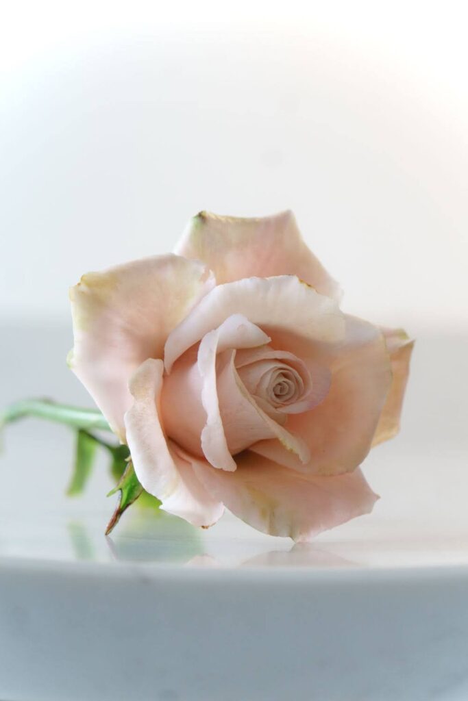 Handcrafted rose by Krishanthi Armitt